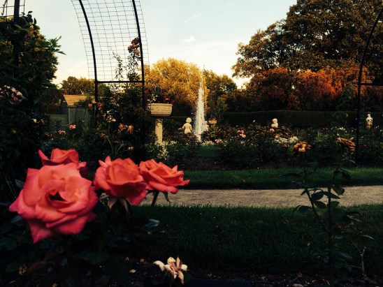 Rose Garden